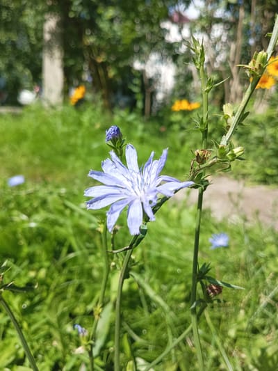 A close-up, low-angle outdoor photograph depicts a single, pale blue chicory flower in bloom. The flower has delicate, ray-like petals and a prominent, star-shaped center. A closed, darker blue bud sits atop the stem, just above the open bloom. The stem is green and spiky, with smaller green buds and dried brown seed casings scattered along its length. The background is softly blurred, with lush green grass filling the foreground and midground. In the distance, out-of-focus elements suggest a natural or park-like setting, with hints of yellow flowers and tree foliage, possibly indicating a location in Shumerlya, Russia. The lighting suggests a bright, sunny day.