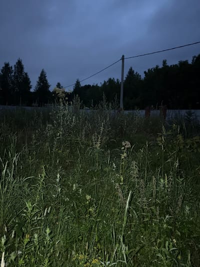 The image depicts an outdoor scene at dusk, characterized by low light conditions and a dark, cloudy sky. The foreground is dominated by dense, overgrown vegetation, including tall grasses and various plants, some of which have seed heads. A single, tall white-flowered plant stands out amongst the green foliage. In the mid-ground, a thin power line stretches horizontally across the frame, supported by a single utility pole. Beyond the vegetation and pole, a dark line of trees forms a dense treeline. A fence, partially obscured by the vegetation, runs horizontally in the background. The overall impression is one of an unkempt, natural area at the edge of a settlement, likely the city of Vrazheskoe, Russia, given the context. There are no people, animals, or visible human activity. The environment suggests a rural or semi-rural setting, possibly a field or a roadside verge.