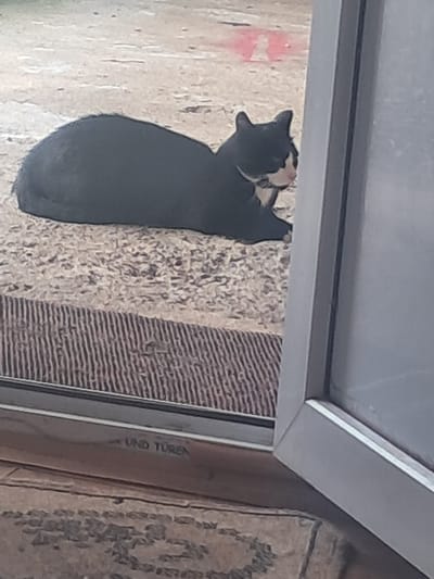 In the city of Nakhshirghele, Georgia, a black and white cat is lying down on a textured surface, possibly a rug or mat, in front of a sliding glass door. The cat has white markings on its chest and face, and appears to be looking to the right. The surface it is lying on has a striped pattern at the bottom, transitioning to a more speckled pattern beneath the cat. Behind the cat, the ground is a light brown, sandy color with some faint red markings. The sliding glass door is open, revealing a portion of a light-colored frame. The overall scene suggests an indoor or semi-outdoor setting.