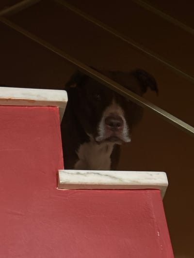 An image taken in Gerakas Municipal Unit, Greece, displays a dark-furred dog with prominent white markings on its muzzle and chest. The dog's head and upper torso are visible, positioned above a red-painted balustrade, which is topped with a white marble-like coping. The dog is looking directly towards the camera. Two parallel dark diagonal bars, consistent with a metal railing, are present in the upper portion of the frame, partially overlying the dog's forehead. The background behind the dog is uniformly dark and indistinct, indicative of a shadowed interior space.