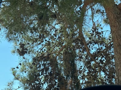 This is a close-up, upward-angle, outdoor photograph of the branches and trunk of a mature pine tree, laden with numerous pine cones. The sky is visible through the canopy as a clear, bright blue. The bark of the main trunk on the right is rough and textured, typical of a pine tree. The branches are dense with green pine needles, and many dark brown pine cones hang from them, some in clusters. The image appears to be taken in a natural setting, possibly a park or a residential area with mature trees, in the community of Parekklisia, Cyprus. No people are visible in the frame.