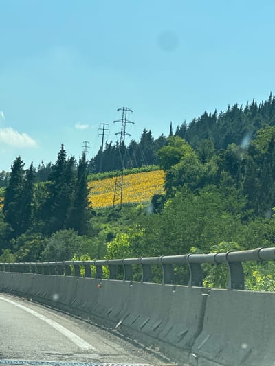 The image shows a roadside view of a field of sunflowers in Quarto, Italy. The sunflowers are bright yellow and densely packed, forming a vibrant patch of color against a backdrop of lush green trees. Two large power line towers with crossbars are visible in the distance, with power lines stretching across the frame. A concrete barrier with a metal railing runs along the right side of the image, suggesting the photo was taken from a highway or elevated road. The sky is a clear, bright blue with a few wispy clouds, indicating it is daytime and likely a sunny day. The overall scene is pastoral and serene, with the man-made elements of the power lines and roadway contrasting with the natural beauty of the sunflower field and forest. There is no visible text in the image.