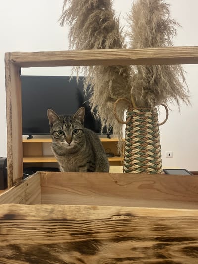 A tabby cat peers over the edge of a multi-tiered wooden cat tree. The tree features decorative elements including dried pampas grass and woven rope. In the background, a television and other household items are visible. The location appears to be indoors, in a home in an unknown location, not necessarily in Lagoa (Nossa Senhora do Rosário), Portugal.