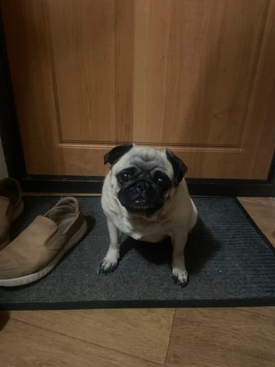 The image shows a pug sitting on a dark gray doormat next to a wooden door. The pug is light-colored with black markings on its face and ears. Its paws are visible on the doormat, and it is looking directly at the camera with large, expressive eyes. To the right of the doormat, a pair of beige slip-on shoes are visible on a wooden floor. The wooden door on the left has a paneled design. The lighting suggests it might be indoors during the evening or in a dimly lit area. The overall scene appears to be an entryway or near a doorway. There is no visible text in the image. The location context provided is Novouralsk, Russia.