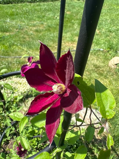 A single, deep red clematis flower is in full bloom, its velvety petals unfurling to reveal a delicate yellow and white stamen. The flower is supported by a thick, dark green stem, which is entwined with the green vines of the plant. The clematis is growing on a trellis in a garden setting, with lush green grass visible in the background. The scene appears to be a sunny day, with the sunlight casting shadows on the flower and surrounding foliage. The location is identified as Kebezen, Russia.
