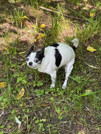 A small, black and white Chihuahua dog is standing in a grassy area with some fallen leaves. The dog has large, expressive eyes and erect ears. The environment appears to be outdoors, with sunlight filtering through the leaves of unseen trees, casting dappled shadows on the ground. The dog is looking directly at the camera with a slightly curious expression.