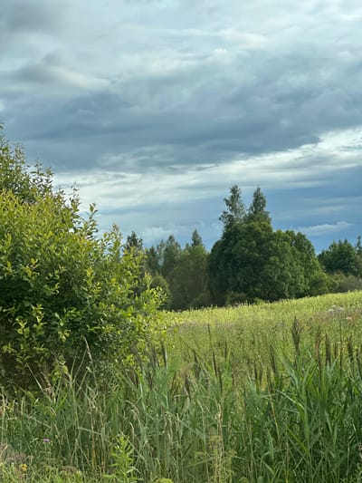 A scenic view of a field with tall grass and trees under a cloudy sky in Gurlevo, Russia. The foreground is dominated by lush green reeds and tall grasses, with a few scattered purple and yellow wildflowers visible. To the left, a dense bush with vibrant green leaves partially obscures the view. In the mid-ground, a rolling field of lighter green vegetation stretches towards a cluster of trees of varying heights and densities. The background features a dense line of dark green trees, with the sky above filled with a dramatic, overcast sky of grey and white clouds. The image captures a natural, undeveloped landscape.