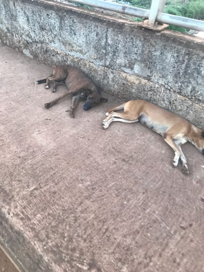 Two dogs lie on a concrete surface, possibly a bridge or raised platform, in Mandate Estate, Ilorin, Nigeria. One dog is a light brown color, and the other is brindle. Both dogs are lying down, appearing relaxed. A metal railing is visible along the edge of the concrete structure. Vegetation is seen beyond the railing. The concrete surface is textured. The image appears to be taken from an elevated perspective.