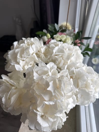 In a domestic indoor setting, likely an apartment or house in Rzeszów, Poland, a close-up shot captures a bouquet of white hydrangeas. The flowers, densely packed, dominate the foreground with their delicate, ruffled petals. Behind the hydrangeas, a secondary arrangement of smaller flowers, including pale pink and white roses, is visible, interspersed with green leaves. The background is dimly lit and suggests a window on the right side of the frame, with vertical blinds partially visible. A dark, indistinct area to the left hints at furniture or shadows within the room. No people or actions are depicted. The scene focuses on the floral arrangement and its immediate surroundings.