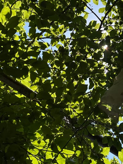 The image depicts a close-up view of vibrant green leaves and branches of a tree, with glimpses of a bright blue sky peeking through the foliage. The sunlight filters through the leaves, creating a dappled effect with areas of bright illumination and deep shadows. Some small, dark, round fruits are visible on some of the branches. A thick, textured tree trunk is present in the lower left of the frame, and a thin, metallic chain runs across the lower middle section. A patch of white material, possibly fabric or paper, is visible in the upper right corner. The overall impression is one of natural beauty and the interplay of light and shadow within a leafy canopy. The image does not contain any people or provide specific details about the city of Jrarat, Armenia, other than its mention in the prompt.
