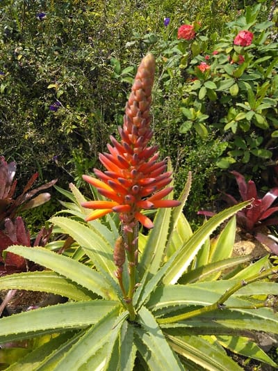 This image presents a detailed view of a botanical scene in El Rincón de Monagas, Venezuela. The central subject is a succulent plant, consistent with an Aloe species, featuring a basal rosette of numerous lanceolate, serrated leaves. These leaves exhibit a green coloration with distinct yellowish-white variegation along their margins. An erect, unbranched scape rises vertically from the center of the rosette, bearing a dense, conical raceme composed of numerous tubular florets or buds, which display a gradient of orange and red hues. A secondary, smaller, undeveloped inflorescence bud is visible lower on this central scape.
The background consists of dense mixed vegetation. To the immediate left, dark green foliage is present, interspersed with plants featuring reddish-brown leaves and small, scattered purple flowers. To the right of the central plant, a shrub with dark green leaves and clusters of bright red flowers, consistent with *Euphorbia milii* (Crown of Thorns), is visible against further green foliage. The scene is brightly illuminated by direct natural sunlight, creating clear contrasts and highlighting the textures and colors of the plants. No human or animal subjects are present, and no actions or interactions are depicted within the static environment.