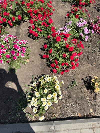 The image displays a close-up, aerial view of a flowerbed with a variety of petunias and other flowering plants. The flowers are primarily red, pink, white with pink centers, and yellow. The flowerbed is situated on dark soil, with some dry grass and leaves scattered on the ground. A paved walkway is visible along the bottom edge of the image, and shadows of people are cast on the flowerbed. The setting appears to be a park or garden in the city of Ivanivka, Ukraine, under natural daylight.