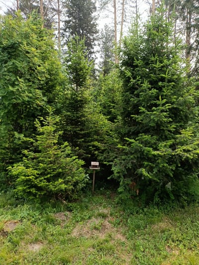 A wooden bird feeder on a pole stands in a forest clearing, surrounded by various types of coniferous trees and lush green undergrowth. The bird feeder has a simple design with a small roof and a tray. Sunlight filters through the trees, creating dappled light and shadow on the ground. The overall scene depicts a tranquil natural setting within a forest environment. The location is in the city of Kurlek, Russia.