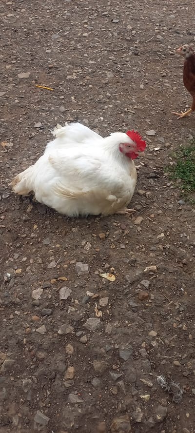 A white chicken with a red comb is resting on its side on a gravelly dirt path. The chicken's eyes are open and it appears alert. A small brown chicken is visible in the background to the right. The environment is an outdoor setting with a rough, rocky ground and some sparse green grass. The location is identified as Idrisovo, Russia.