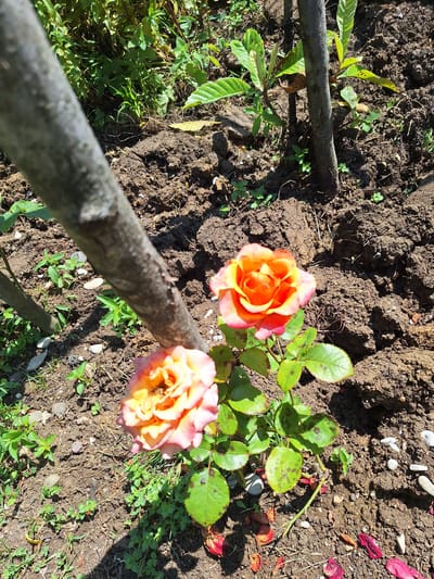 This image depicts a small rose bush with two blooming flowers, one in full bloom and the other partially open. The roses display a gradient of colors, transitioning from a vibrant orange in the center to a softer pink on the outer petals. The bush is situated in a garden bed with dark, loamy soil, interspersed with small white pebbles and fallen rose petals. Green foliage surrounds the rose bush, and a large, rough-barked tree trunk diagonally bisects the foreground, casting a shadow. The background shows more greenery and other tree trunks. The scene is bathed in bright sunlight, suggesting an outdoor setting in Zeda Sazano, Georgia. No people are present in the image, and the focus is solely on the natural elements of the garden.