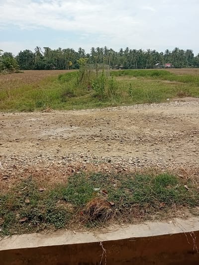 The image depicts a rural landscape in Matangcut, Indonesia, characterized by a dirt road in the foreground and a field stretching into the background. The road appears to be made of gravel and dirt, with some puddles indicating recent rainfall. To the left and right of the road, there are patches of grass and dry vegetation.
The field in the mid-ground is mostly dry and appears to be a harvested rice paddy, with some green vegetation growing in patches. Beyond the field, a dense line of palm trees and other tropical vegetation forms a natural barrier. A few small buildings, likely houses with red roofs, are visible amongst the trees, suggesting a small settlement. The sky is cloudy with patches of blue. The overall impression is one of a peaceful, undeveloped rural area.