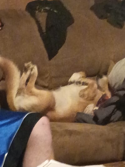 A medium-sized, tan-colored dog is lying on its back on a tan sofa. The dog is positioned in the center of the image with its head near the top and its feet toward the bottom. The dog's front paws are curled up near its chest. There are dark-colored clothes or objects partially visible in the upper left and right areas of the image. A person's leg, covered in blue shorts, is partially visible in the lower right corner. The location of the image is unknown.