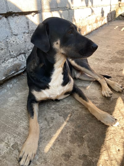 A medium-sized dog with black and tan markings is lying on a concrete surface in front of a textured, light-colored brick wall. The dog is facing to the right of the frame, with its head turned slightly. Sunlight casts shadows across the scene, suggesting it is outdoors. The environment appears to be an urban setting, possibly a courtyard or alleyway, consistent with a location in the city of Pervomaisk, Ukraine. The dog's fur is short, and its ears are floppy. Its front legs are extended forward, and its hind legs are tucked beneath it. The concrete surface is worn and shows some discoloration. The brick wall in the background has visible mortar lines and some rough patches. The overall lighting suggests a bright, sunny day.