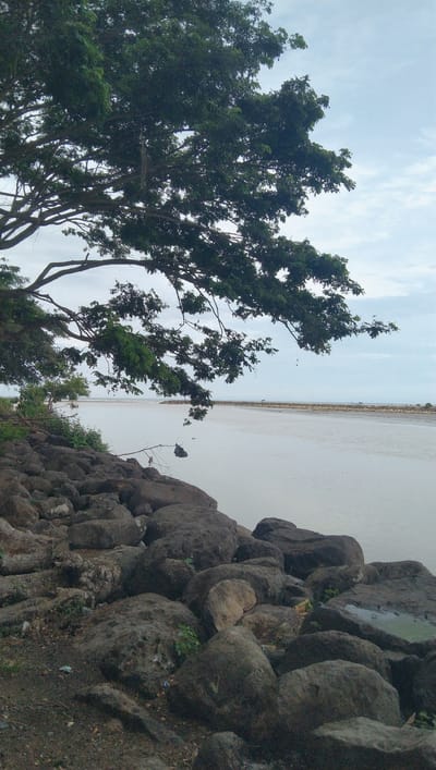 This image depicts a rocky shoreline along a wide body of water, likely a river or bay, in Reudeuep, Indonesia. A large, leafy tree with expansive branches overhangs the scene from the left. The water is calm and appears a light, cloudy grey. In the distance, a man-made structure, possibly a breakwater or pier made of rocks and sand, extends across the water. The foreground is dominated by large, dark grey boulders and smaller rocks, with patches of green vegetation growing between them. The sky is overcast with soft, white clouds. There are no people or animals visible in the frame. The overall atmosphere is serene and natural, characteristic of a coastal or riverside landscape.
