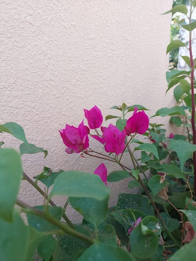 The image shows a close-up of vibrant pink bougainvillea flowers and green leaves against a textured, light-colored wall. The flowers are in various stages of bloom, with some petals unfurling and others tightly closed buds. The leaves are a lush green, some appearing slightly dusty. The wall has a rough, stucco-like texture with small, raised circular patterns. The scene suggests an outdoor setting, likely a garden or courtyard, given the presence of the plant and the wall. The lighting appears to be natural daylight, possibly mid-morning or late afternoon, casting soft shadows and highlighting the colors of the foliage and flowers. There is no visible text in the image. The overall impression is one of natural beauty and a peaceful, sunlit environment. The context provided indicates the location is Seeb Province, Oman, which aligns with a climate suitable for bougainvillea.