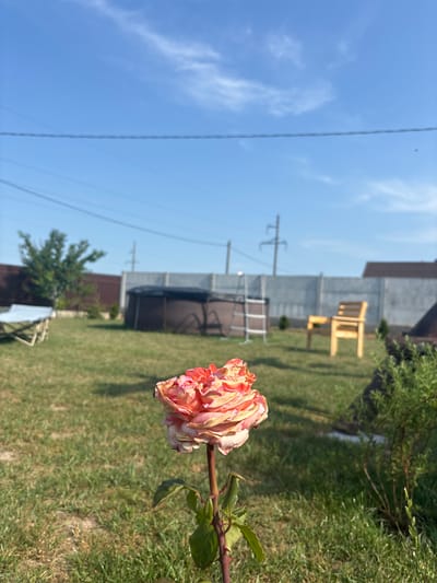 The image is a close-up shot of a rose in the foreground, with its petals a mix of pink and yellow, showing signs of wilting. The background depicts a backyard scene under a clear blue sky with a few wispy clouds. There is a green lawn, a fence, a swimming pool, and a wooden bench. The location is identified as Skidzieĺ, Belarus. There are no people visible in the image.