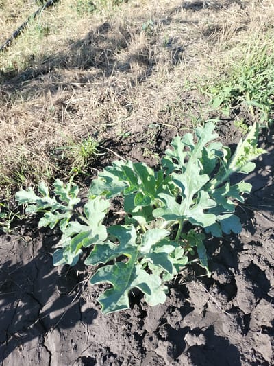 A close-up, high-angle, outdoor shot captures a small, leafy green plant emerging from dark, cracked soil in Kudashivka, Ukraine. The plant, characterized by its broad, lobed leaves, is situated in the lower right quadrant of the frame. The soil appears dry and fragmented, with patches of dry grass and straw scattered throughout the upper left portion of the image. Sunlight casts distinct shadows from the plant and other unseen objects onto the ground, indicating a bright, daytime setting. No people or animals are visible in the scene.