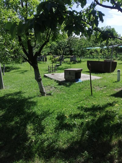 The image depicts an outdoor scene in a grassy area, possibly a garden or yard, with trees providing shade. In the foreground, a tree with a rough, textured trunk stands on the left, casting a shadow across the lush green grass. A small, wooden structure resembling a box or a shelter is situated on a concrete slab in the middle ground. To the right of the concrete slab, a large, dark, curved object, possibly a trough or a cauldron, is visible. A single, thin pole stands upright near this object. In the background, several wooden structures, which appear to be beehives, are arranged in rows. The area is dotted with trees and foliage, and the sky above is partly cloudy. There are no people or animals visible in the image. The scene is calm and appears to be an outdoor space in a rural or semi-rural setting.
