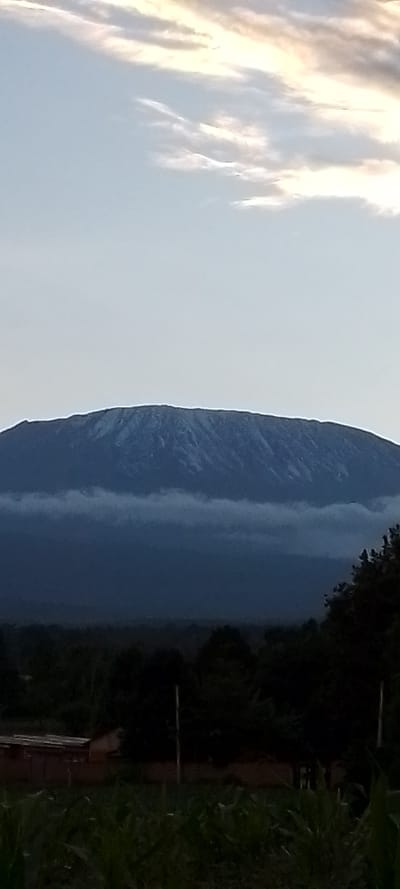 This image depicts a rural landscape in Kuku ward, Kenya, at either dawn or dusk. The upper half of the frame shows a light blue sky transitioning to a yellowish-orange hue near the top, with scattered, thin stratocumulus clouds. Dominating the middle ground is a large, dark blue-grey mountain, likely Mount Kilimanjaro, with its flattened summit exhibiting patches of light-colored snow or ice. A distinct horizontal band of low-lying fog or cloud partially obscures the lower slopes of the mountain. Below this, a dark green-black tree line runs across the frame. In the lower left foreground, a single-story structure with a light-colored wall and a corrugated metal roof is visible. The immediate foreground consists of a cultivated field populated with green, leafy plants, possibly maize, with several thin, vertical poles (likely fence posts) interspersed. No people or animals are visible.