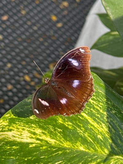 A close-up captures a brown butterfly perched on a variegated green leaf. The butterfly's wings feature small white and iridescent blue spots. One wing appears slightly damaged along the edge. The background is blurred, showing more of the leaf and a mesh surface. The focus is sharp on the butterfly, highlighting its delicate features and the leaf's texture.