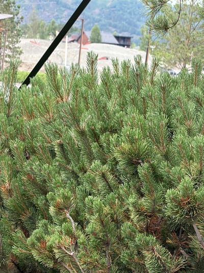 The image shows a close-up view of dense green pine branches in the foreground. In the background, there are blurred shapes of buildings and a hillside covered with construction or landscaping materials. The sky appears overcast. A dark diagonal line, possibly a railing or beam, cuts across the upper left portion of the image. The overall setting suggests an outdoor environment, likely in a mountainous or hilly region, possibly a construction site or a developing area.
