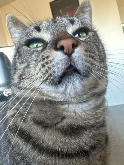 A close-up photograph captures the face and upper body of a domestic tabby cat, with its head tilted 90 degrees to the left, in what appears to be an indoor setting in Châtenay-Malabry, France. The cat's striking grey and brown striped fur is clearly visible, along with its prominent, long white whiskers that fan out across the frame. Its bright, emerald-green eyes are open and gaze directly towards the viewer, conveying a sense of calm curiosity. The cat's pinkish nose is central, and its mouth is slightly open, suggesting a relaxed or contemplative expression. Visible details include its left ear almost fully in frame, while the right ear is partially obscured. A small portion of a dark collar or tag is visible on the cat's neck on the right side. The background is blurred and light-colored, indicating a simple indoor environment, possibly a wall, lit by what appears to be natural daylight. There is no visible text in the image.