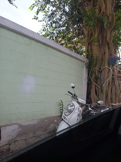 The scene shows a white Honda motorcycle parked alongside a light green concrete wall, adjacent to a large tree. The tree has exposed roots and vines climbing its trunk; a decorative white heart-shaped object and a blue planter are attached to it. The curb is cracked and crumbling. The view is partially obscured by a black foreground, possibly a vehicle interior. The location is Hua Hin City Municipality, Thailand.