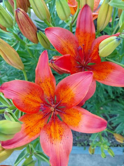 The image is a close-up, vertical shot of several orange and pink lilies in bloom, along with unopened lily buds. The lilies have six petals each, with a gradient of color from deep orange in the center to pink at the tips, and are speckled with dark red dots. The stamens and pistils are visible in the center of the open flowers. The unopened buds are a pale green and some are tinged with orange or red. The background consists of lush green foliage and a blurry, light-colored surface at the bottom, possibly a path or a wall. The lighting suggests it is daytime, with soft, natural light illuminating the flowers. The image does not contain any information that would allow for the identification of its location within Tashkazgan, Russia, as no landmarks or specific environmental details indicative of that city are present.