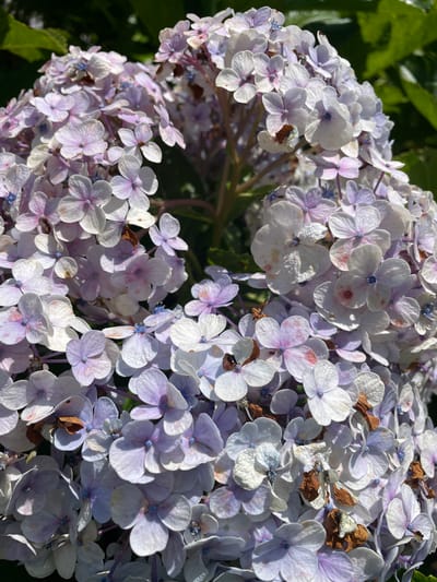 The image displays a close-up of a dense cluster of hydrangea-like flowers, predominantly in shades of pale lavender, light purple, and white, with some individual florets exhibiting faint pinkish blush. Many florets have a tiny, dark blue central structure. The flowers appear to be in various stages of bloom and decline, with some petals showing signs of minor damage, discoloration, or drying, particularly visible as small brown remnants interspersed throughout the cluster and more concentrated towards the bottom right. A small, dark reddish-brown, oval-shaped insect, consistent with a ladybug, is observed resting on a white petal slightly to the right of the image's center. The background consists of out-of-focus dark green foliage, suggesting an outdoor garden environment. The scene is illuminated by natural sunlight, casting subtle shadows among the petals. This floral scene is situated in Kayuambon, Indonesia.