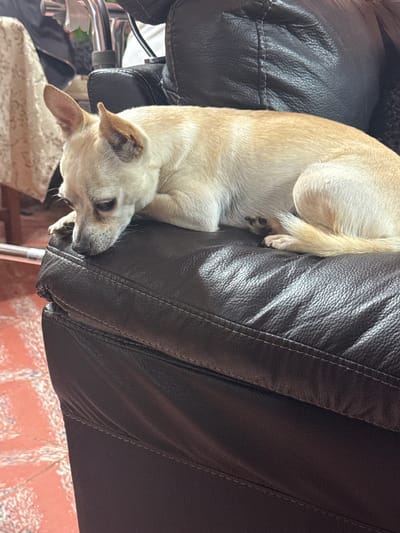 A light tan dog is sleeping on a dark brown leather recliner. The dog is curled up, with its head near the edge of the chair. The floor is visible in the lower right corner, showing red tile with white and blue accents. A portion of a chair or other object with chrome legs is visible to the left of the recliner. The location, San Cristóbal, Mexico is not confirmed by visual information.