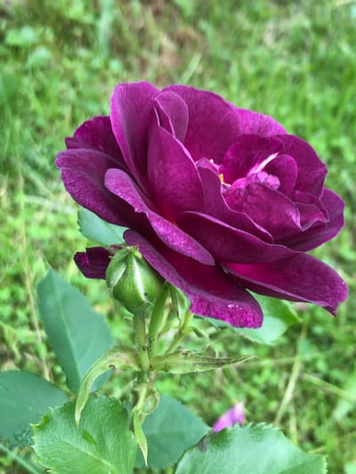 A close-up, eye-level, outdoor, full shot captures a dark purple rose in bloom, set against a blurred green background of grass and foliage. The rose is positioned in the upper right quadrant of the image, with its petals unfurling and revealing a hint of yellow at its center. To the left of the rose, a green rose bud, tightly closed, is visible, attached to the same stem. Several dark green leaves are also present, with some showing signs of dew or water droplets. The overall lighting suggests it is daytime, and the focus is sharp on the rose and bud, while the background is soft and out of focus. The location of Staroe Istomino, Russia, is not depicted or suggested by any elements within the image.