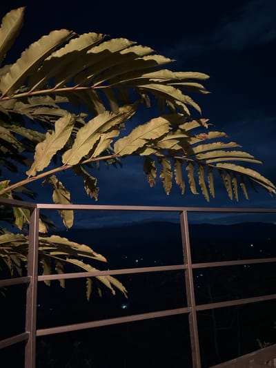 A night shot captures large, elongated, serrated leaves in the foreground, with a dark blue sky and distant mountains visible in the background. A silver railing with horizontal bars runs across the midground. Small, scattered lights are visible in the distance. The image appears to be taken from a balcony in the mountainous region of Nocaima, Cundinamarca, Colombia.