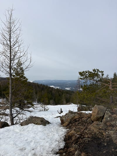 The image displays a winter or early spring mountainous landscape in Novoabzakovo, Russia, under an overcast sky. The foreground is bisected by terrain: the left features a patchy snow cover with visible boot prints, while the right consists of exposed dark earth and large, weathered rocks. A tall, bare deciduous tree stands prominently on the far left, extending beyond the frame, with a smaller evergreen tree visible behind its base. Another evergreen tree with green needles and visible branches occupies the far right. The midground shows a dense forest primarily composed of evergreen trees descending into a valley. Distant hills or mountains, partially snow-covered, are visible in the background, fading into a light grey, uniformly overcast sky. No individuals, animals, or artificial structures are discernible.