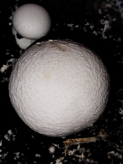 The image displays a close-up, high-angle view of multiple spherical objects against a dark, irregular background. The most prominent object, occupying the lower and central portion of the frame, is a large, sub-spherical mass, off-white to light gray in color, featuring a distinctly textured, granular surface. Subtle yellowish-brown discolorations are present on its upper surface. Above and slightly behind this primary object, at least two smaller, smoother, off-white spherical to ovoid objects are partially visible. The background is predominantly dark, almost black, interspersed with indistinct, lighter, irregular filamentous or clumpy structures. Faint, rusty-brown, linear debris is discernible in the lower-right background. No human figures are present. The scene is located in the city of Klenovik, Bulgaria.