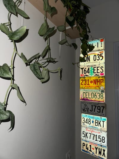 The image depicts an indoor domestic scene, stated to be within the Gilboa Regional Council, Israel, though no specific external geographical markers are visible. The central focus includes a plant and a vertical stack of license plates.
On the left, a trailing plant, possibly a Pothos or Scindapsus, with variegated green and silver-green leaves, hangs downwards from an unseen attachment point on the upper left wall. Its vines extend significantly into the mid-left frame, casting shadows on the light-colored wall behind it. Part of a light-colored wooden shelf is visible in the upper center, from which another plant with dark green leaves appears to be growing or draped.
On the right side of the image, ten distinct vehicle license plates are vertically arranged and mounted on the wall. From top to bottom, these plates represent:
1. Connecticut: White background with blue text "C L-1", with a red 2008 sticker in the upper right.
2. Hawaii: White background with black text "ON 035", with "ALOHA STATE" below.
3. Oregon: White background with black text "164 EES", featuring a green conifer tree graphic in the center.
4. New Mexico USA: Yellow background with red text "231 NHP", with "Land of Enchantment" below.
5. Arizona: Light green background with dark green text "CEL0638", with "Grand Canyon State" below.
6. Yukon: Gray background with black text "J797", featuring a silhouette of a prospector figure on the left and "HOME OF THE KLONDIKE" above the numbers.
7. Minnesota: Light blue and white background with dark blue text "348 BKT", with "10,000 lakes" below.
8. California: White background with black text "5K77158".
9. Texas: White background with red text "P41 YWX", featuring a red star and "The Lone Star State" below.
10. A tenth plate is partially visible at the very bottom, appearing to be another Texas plate due to its design.
The wall throughout the scene is a light, uniform color, likely white or off-white. A faint white electrical outlet or switch cover is visible on the lower right wall. The lighting appears to be artificial, casting distinct shadows from the plant foliage onto the wall. No individuals are present in the image.