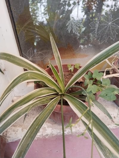 A close-up, slightly angled shot captures a potted spider plant with variegated green and white leaves. The plant is situated in a brown pot containing soil and a few small, green seedlings. To the right of the spider plant, a few sprigs of a different vine-like plant with heart-shaped leaves are visible. The background consists of a dirty windowpane with etched leaf patterns and a reflection of outdoor foliage. The windowsill and wall below are textured and appear weathered. The scene is indoors, likely in Yangiabay, Uzbekistan, based on the prompt.