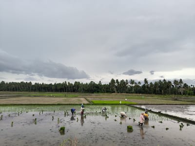 This eye-level, wide-angle shot depicts a group of people engaged in manual rice planting in flooded paddies under an overcast sky, likely in Glee Gogo, Indonesia. The expansive agricultural landscape features several sections of rice fields. In the foreground and mid-ground, multiple individuals, predominantly appearing as women, are seen bending over in the shallow, muddy water, diligently transplanting small, green rice seedlings into the soil. Bundles of these seedlings are visible floating or placed in the water near the planters. Their clothing appears practical for farm work, with some wearing head coverings.
The background is dominated by a dense, dark green treeline composed of numerous tall palm trees, likely coconut palms, extending across the entire horizon. In the further sections of the paddies, which show signs of earlier planting with young green rice shoots, several white birds, possibly egrets, are scattered across the fields. A faint power line tower is barely visible amidst the palm trees in the distant left.
The sky is heavily overcast with thick, grey clouds, suggesting a cloudy day with diffused light and no direct sunlight. The water in the paddies reflects the muted light. The scene captures the labor-intensive process of traditional rice cultivation in a tropical rural setting. No discernible text is visible in the image.