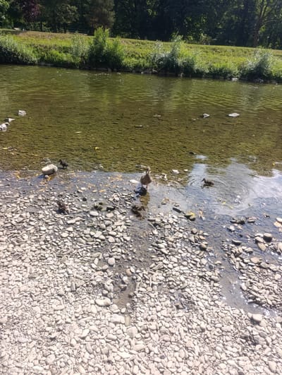 The image shows a shallow, clear river with a rocky, pebbled shoreline. On the shoreline, there are several ducks and ducklings. Some ducks are partially in the water, while others are on the pebbles. The river has a green hue, and the bottom is visible through the water, showing more pebbles and some submerged rocks. The background consists of a grassy bank leading up to a dense line of trees. The scene appears to be a natural, serene environment. This scene is located in Teplice nad Bečvou, Czechia, specifically along the Bečva River.