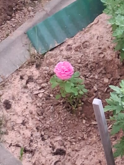 The image shows a single pink peony flower with lush green leaves growing in loose, brown soil. The soil is a mix of dirt and small pebbles. To the left of the flower, a green metal barrier is partially visible, running along the edge of what appears to be a garden bed. A grey metal stake is present in the lower right corner of the frame. In the background, a dense green plant with leafy foliage is visible. The scene is likely from a residential garden or park in Dzyarzhynsk, Belarus, given the commonality of such flowers and garden features in the region. The lighting suggests it is daytime.
