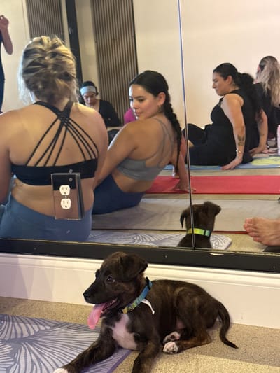 The image depicts an indoor scene within a yoga or fitness studio located in East Naples, United States of America. A large wall-mounted mirror reflects the environment and occupants. In the foreground, a brindle puppy with a white chest and paws, wearing a blue and yellow collar, lies on a white and grey patterned yoga mat, with its pink tongue extended. Its reflection is visible in the lower portion of the mirror.
Three adult females are seated on yoga mats in the midground and background. One woman, with blonde hair tied back, is seen from behind, wearing a black multi-strap sports bra and blue leggings. Directly in front of her, attached to the mirror, is a mirrored electrical outlet containing two standard North American receptacles. Reflected in the mirror is another woman with dark braided hair, wearing a grey sports bra and blue leggings, sitting and looking over her right shoulder. Further reflected are two additional women: one with dark hair wearing a black sleeveless top, seated on a red yoga mat, exhibiting a tattoo on her left forearm; and another with light-colored, long hair, partially visible. A pair of bare feet from an unseen individual are also visible on the far right of the reflection. The floor is carpeted or matted, with various yoga mats in shades of purple, grey, and red. The room features light-colored walls and vertical paneled accents.