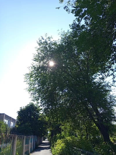The image depicts a sun-drenched, tree-lined pedestrian path, likely located in Novotroitsk, Russia. The path, paved with asphalt, stretches into the distance and is bordered by dense green foliage on the right and a weathered metal fence and a building on the left. The sun is prominently visible, peeking through the leaves of a large deciduous tree that dominates the right side of the frame, creating dappled light effects. The building on the left appears to be a multi-story structure with windows. The sky is a clear, pale blue, indicative of a bright, sunny day. No people are visible in the immediate frame, although the path suggests it is a frequented area.