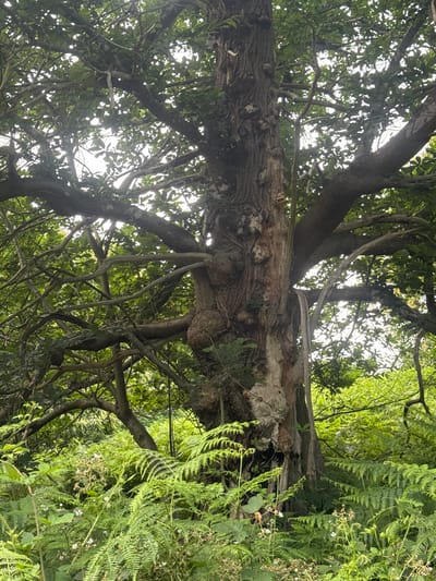 The image shows a close-up view of a large, gnarled tree trunk with many branches extending outwards. The tree is surrounded by lush green foliage, including ferns and other undergrowth. The lighting suggests it is daytime, with sunlight filtering through the leaves. The overall impression is of a natural, overgrown setting within a woodland or park. The location in Gravesham, United Kingdom, is not directly discernible from the visual elements alone, but the scene depicts a typical English woodland environment. There are no people or animals visible in the image, nor any specific man-made objects that would indicate a precise urban location beyond a general sense of being within a green space in the UK. The tree itself appears old and weathered, with textured bark and numerous knobbly protrusions.