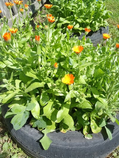 A close-up, eye-level shot captures a cluster of orange calendula flowers blooming in a garden. The flowers, ranging from fully open to buds, are nestled amongst lush green foliage. The plants appear to be growing out of two stacked black tires, which serve as makeshift planters. The ground surrounding the tires is covered in dry grass and some small weeds, suggesting an outdoor setting. The lighting indicates it's daytime, with sunlight casting shadows and highlighting the textures of the leaves and petals. The scene is situated in the Бородулиха ауылдық округі, Kazakhstan.