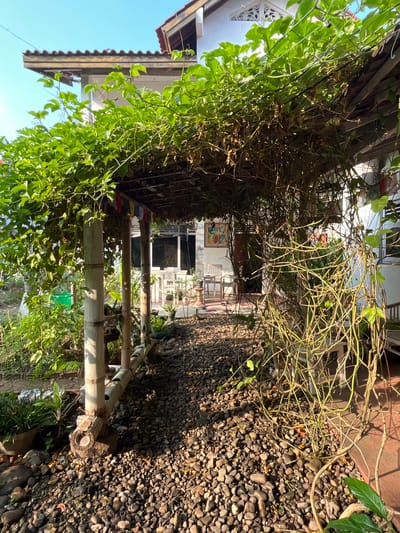 A covered walkway or patio area is seen from an outdoor perspective in the city of Karangkebagusan, Indonesia. The walkway is constructed with bamboo poles and is covered by a roof made of wood and thatch, over which a dense green vine has grown, creating a natural canopy. The ground is covered in small, dark, smooth stones. To the left, a lush green garden with various plants and a green bucket is visible. In the background, through the open sides of the walkway, a white building with several chairs and tables is visible, suggesting this is an outdoor seating or dining area. The sun is shining, casting shadows and highlighting the textures of the plants and stones.
