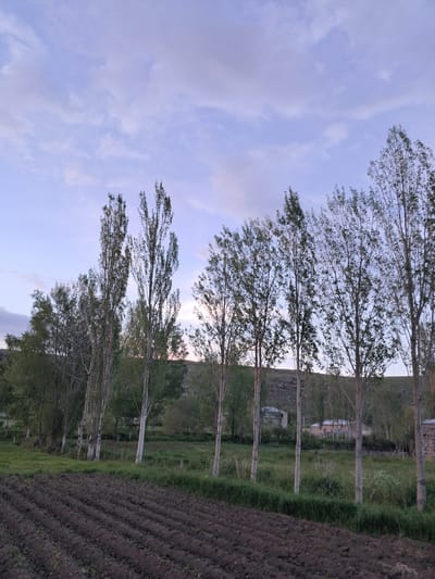 The image depicts a rural scene in Artsvakar, Armenia, likely during the late afternoon or early evening. A row of tall, slender trees with sparse foliage lines a field. The field on the right is tilled, showing rows of dark soil. To the left of the trees, a grassy area leads to a hillside with some scattered buildings and structures visible in the distance. The sky is a soft pastel blue with scattered clouds, suggesting calm weather. The overall atmosphere is tranquil and serene, evoking a sense of rural life and the quiet beauty of the Armenian countryside. There is no visible text in the image.